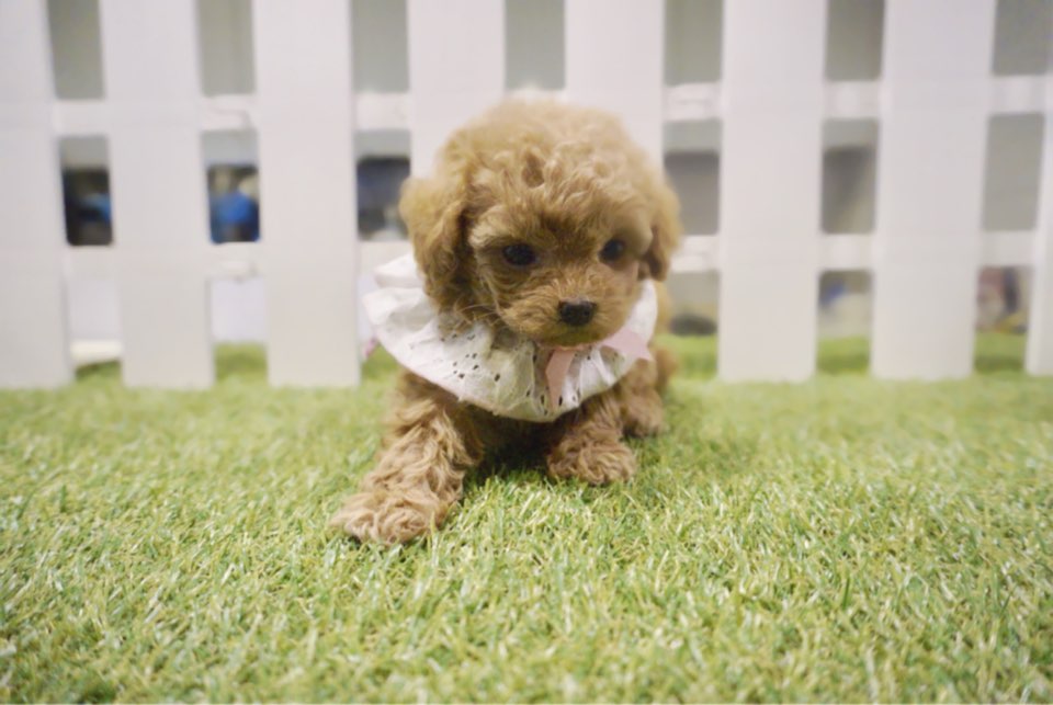 토이푸들