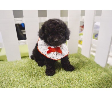 토이푸들