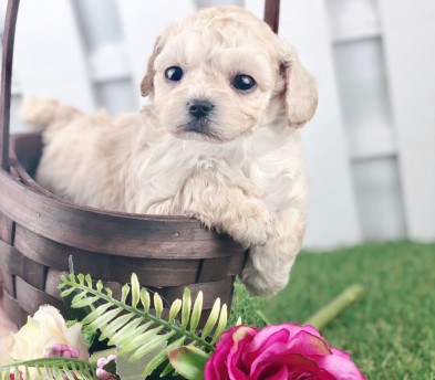 토이푸들