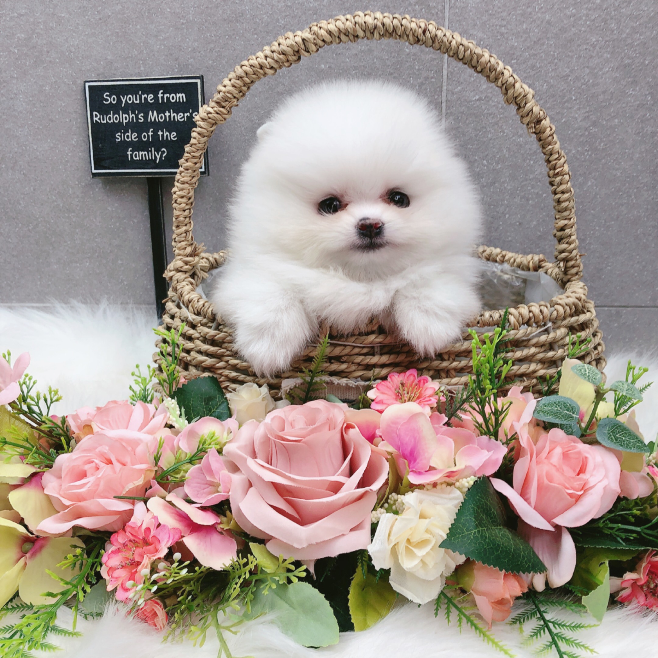 포메라니안