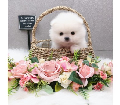 포메라니안