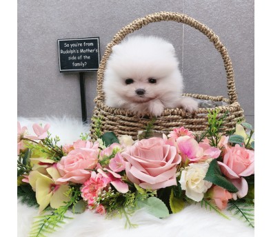 포메라니안