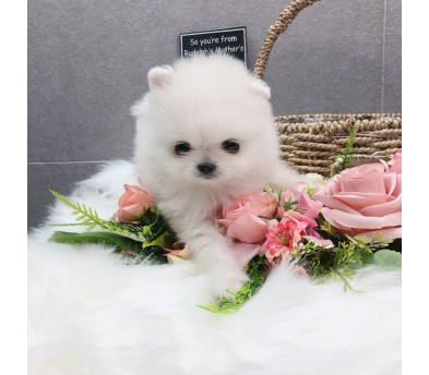 포메라니안