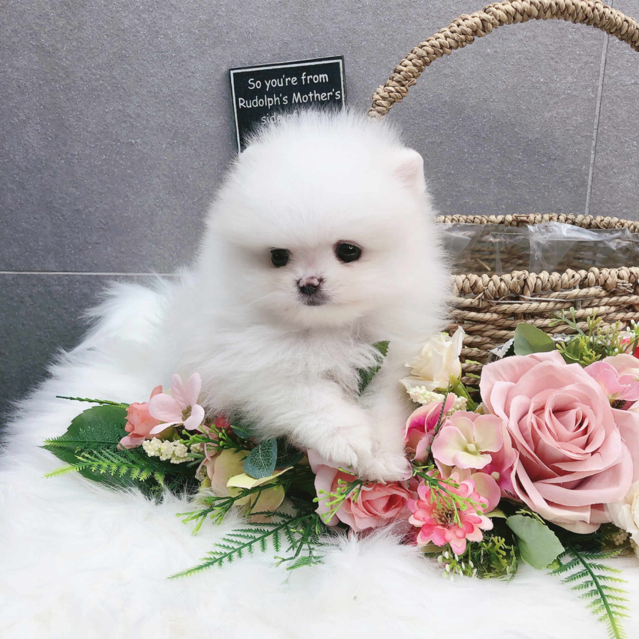포메라니안