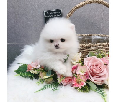 포메라니안