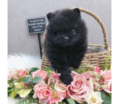 포메라니안