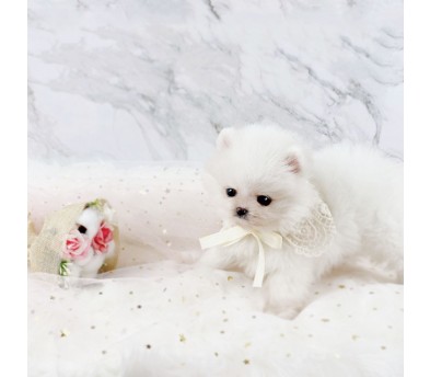 포메라니안