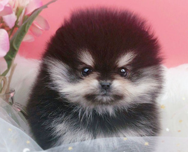 포메라니안