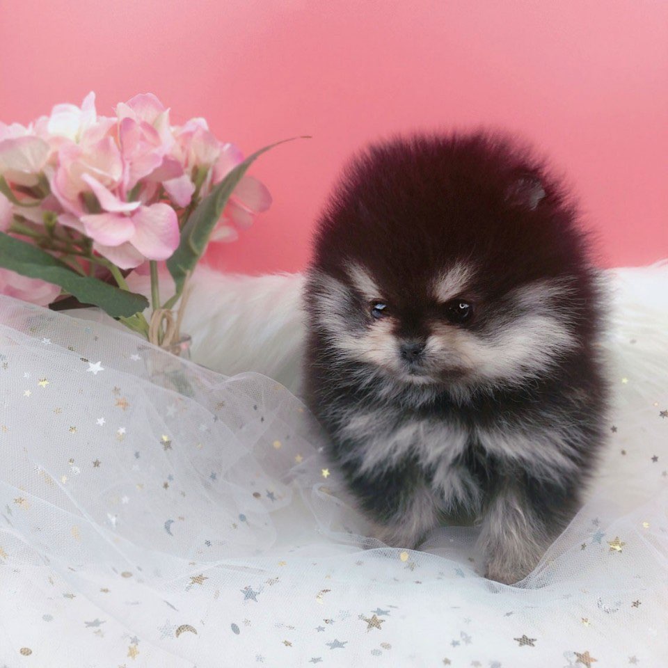 포메라니안