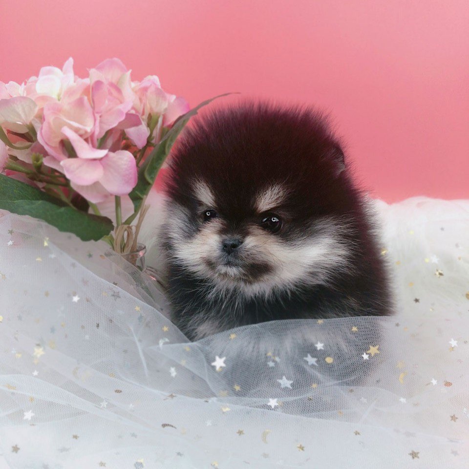 포메라니안