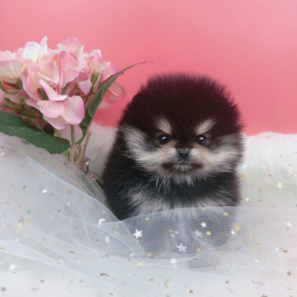 포메라니안