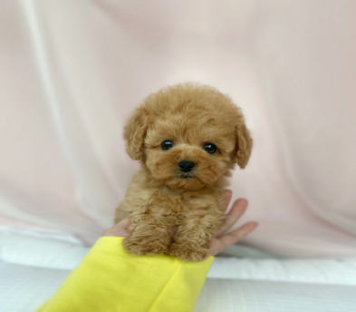 토이푸들