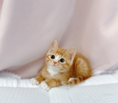 브리티쉬숏헤어