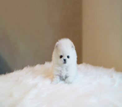 포메라니안
