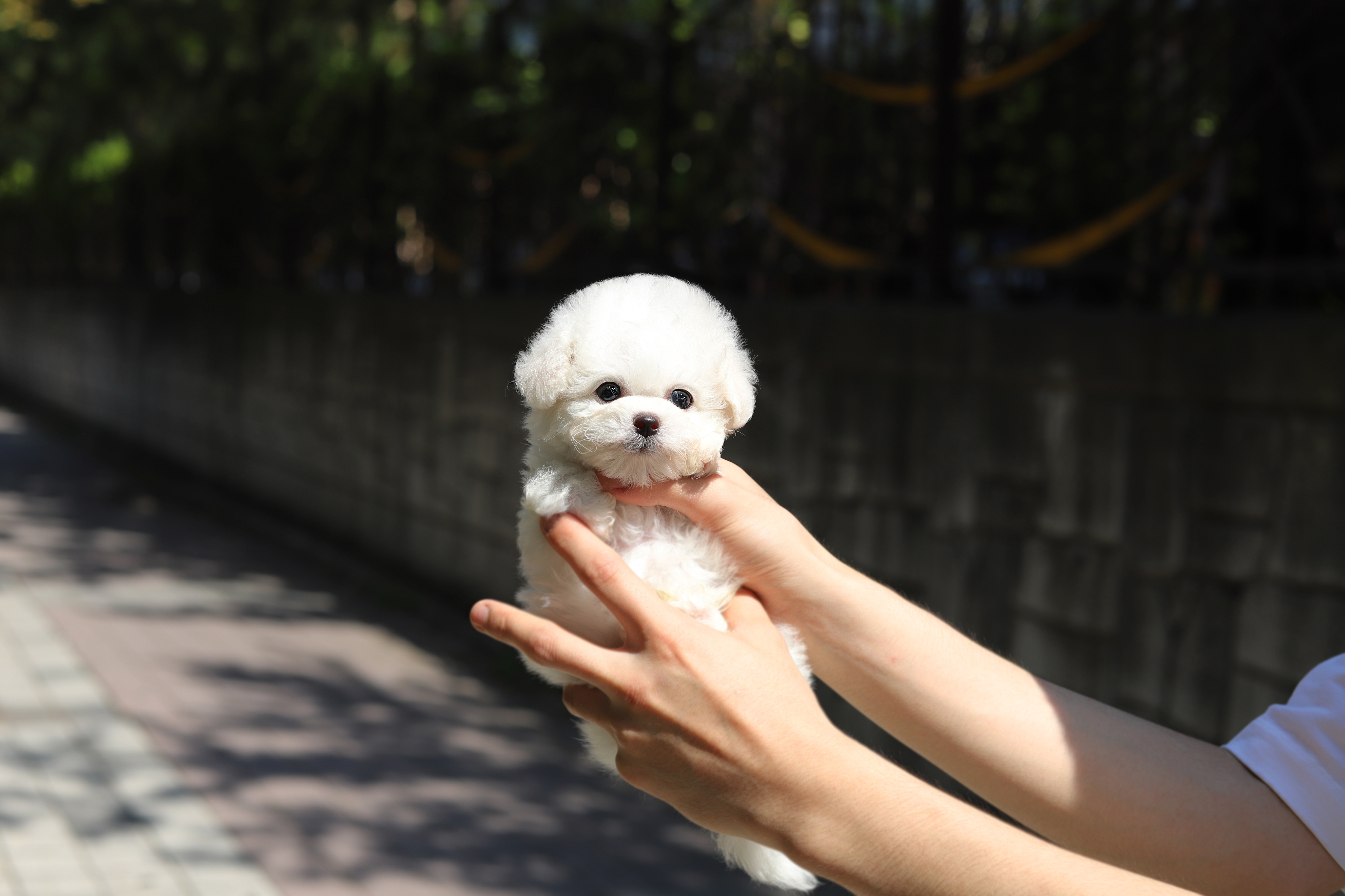 미니비숑프리제