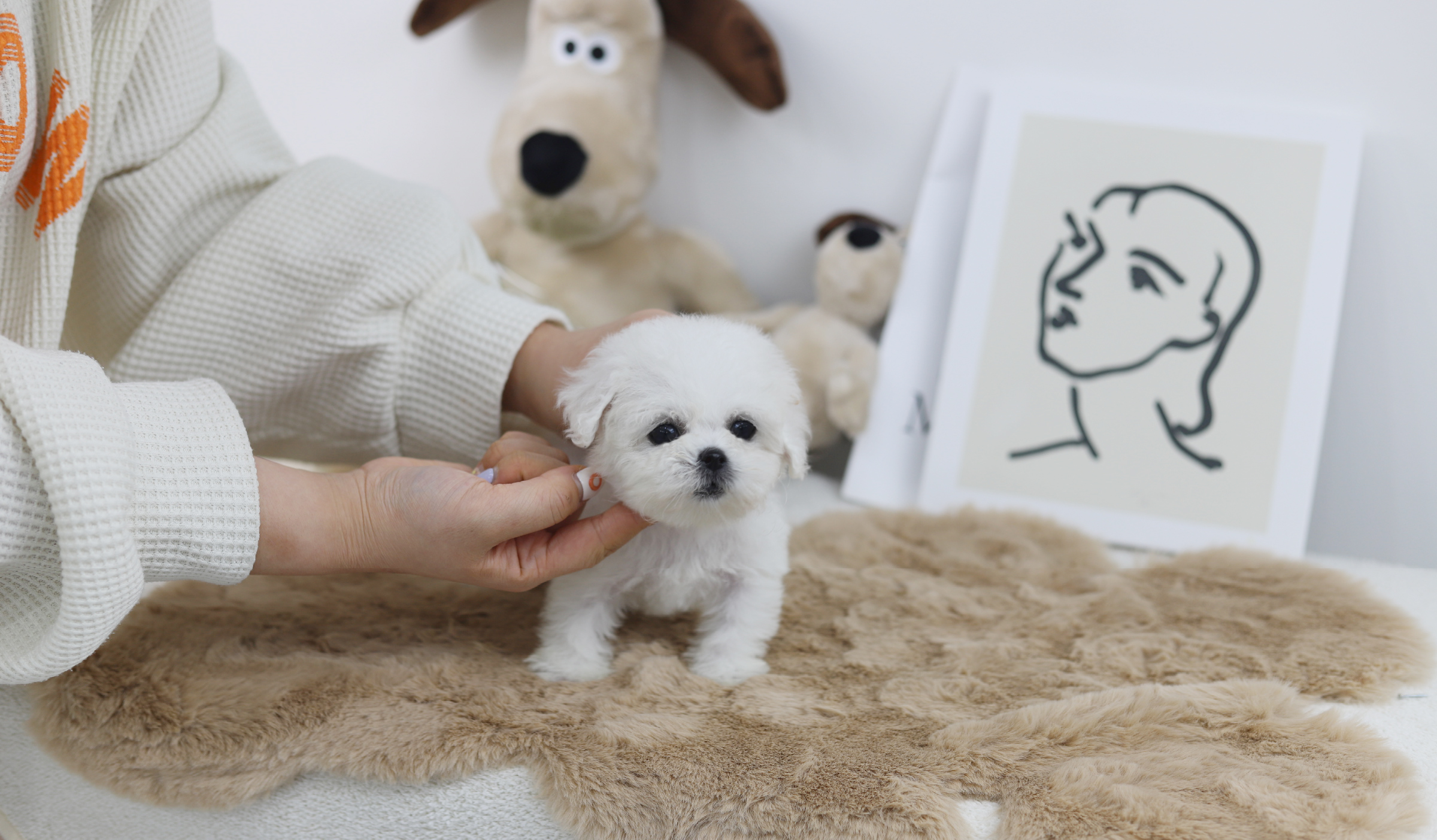 미니비숑프리제