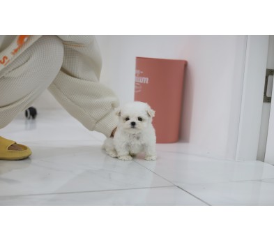 말티푸
