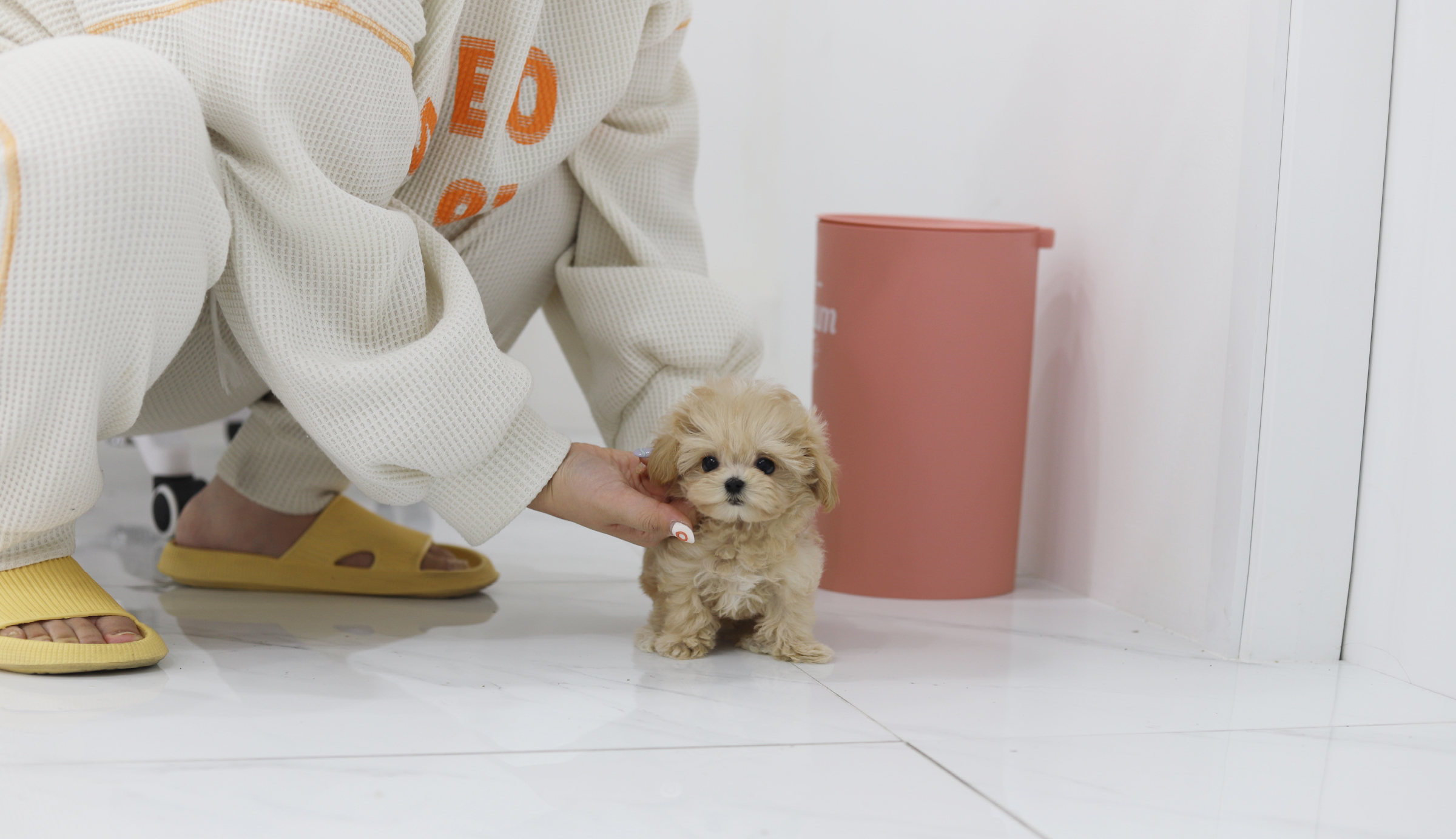말티푸