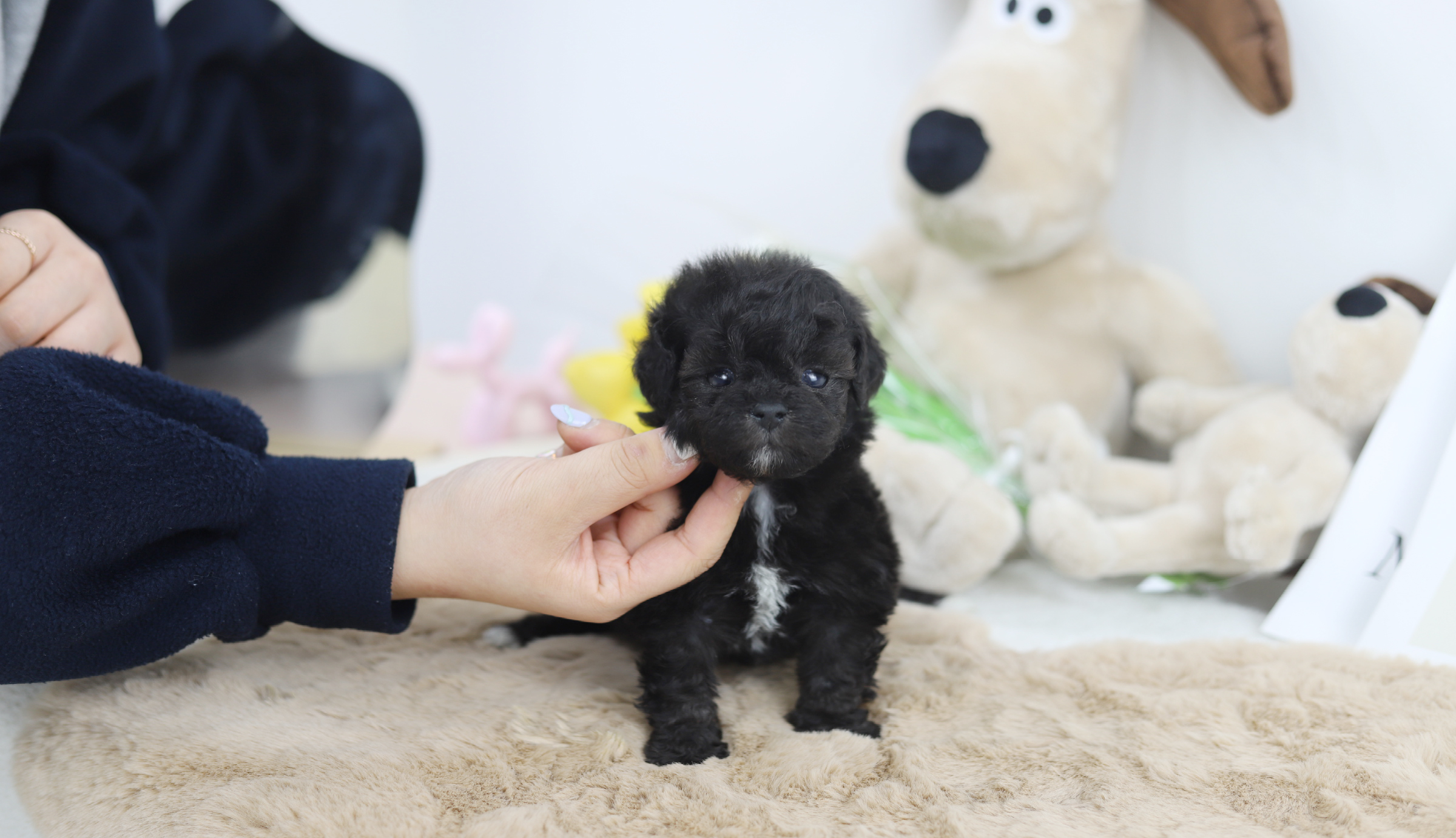 토이푸들