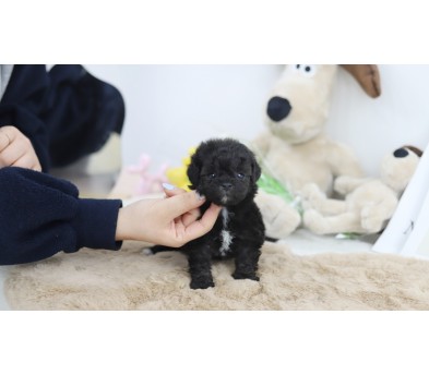 토이푸들