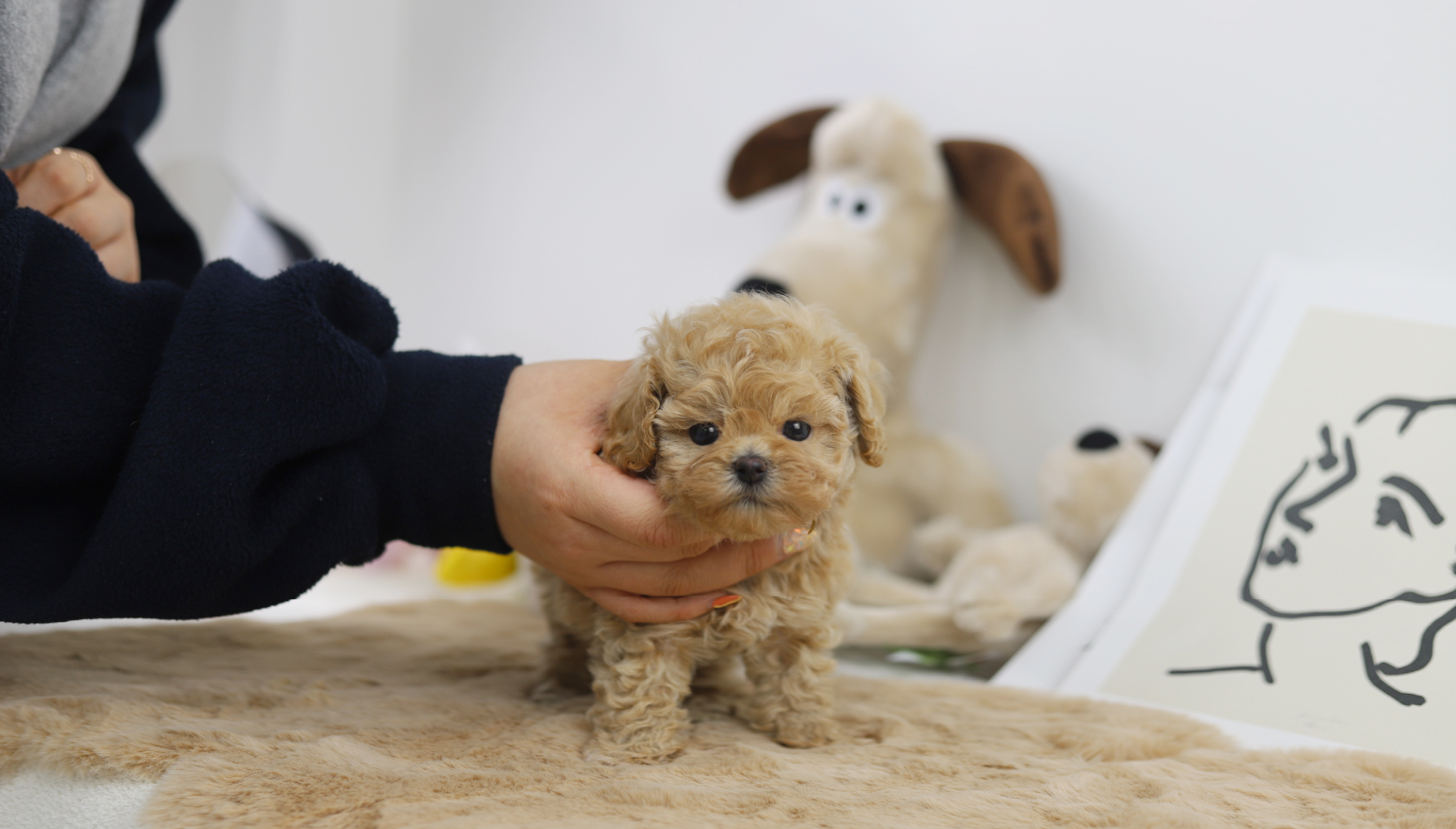 토이푸들