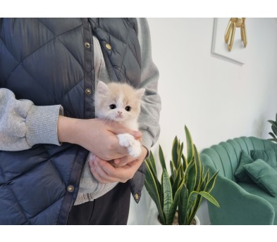 브리티쉬롱헤어