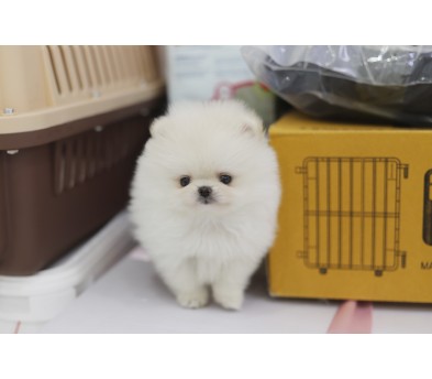 포메라니안