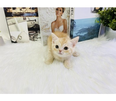 브리티쉬숏헤어