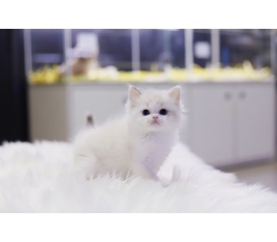 렉돌