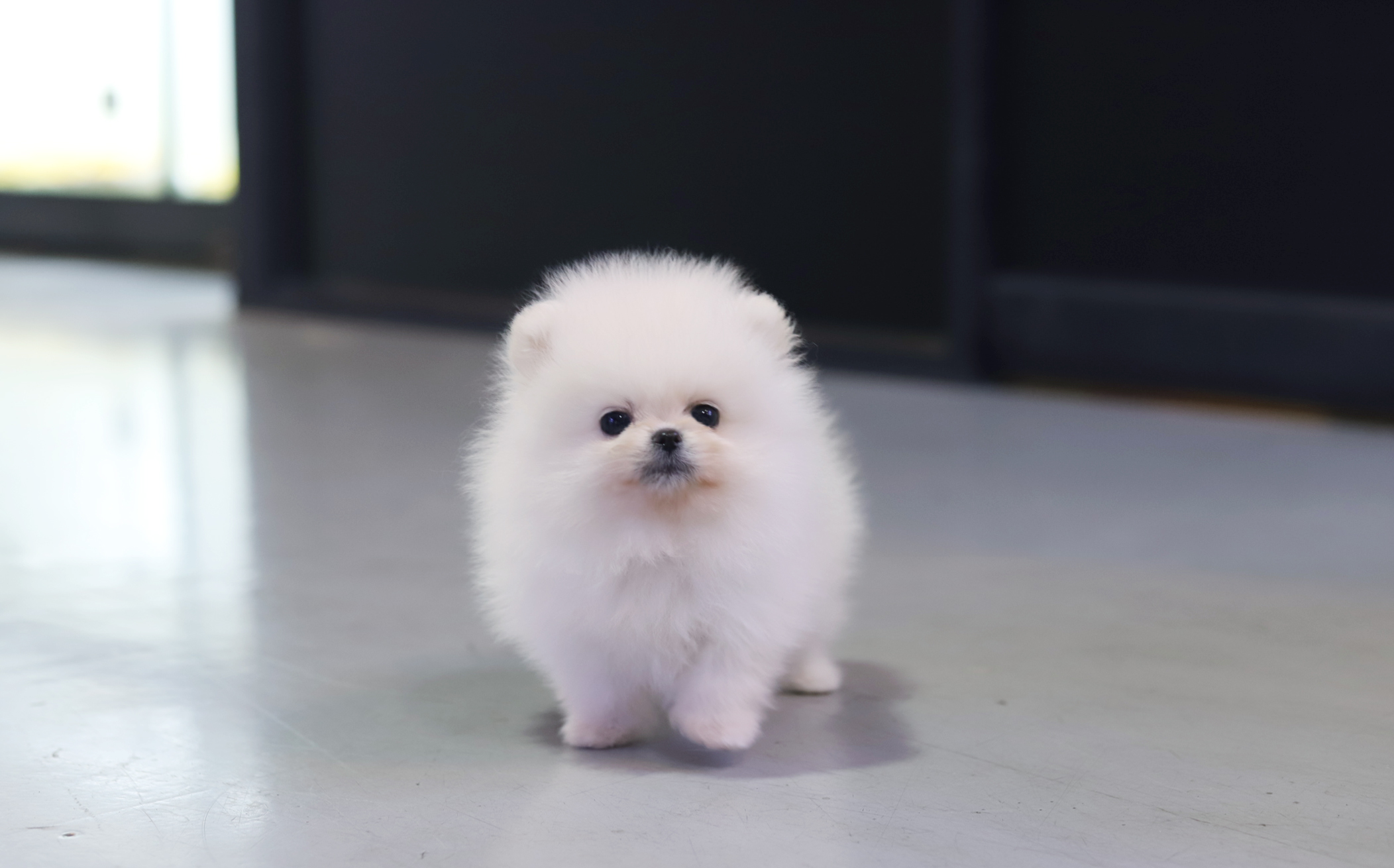 화이트포메라니안분양