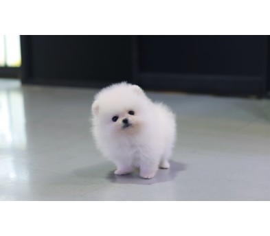 화이트포메라니안분양