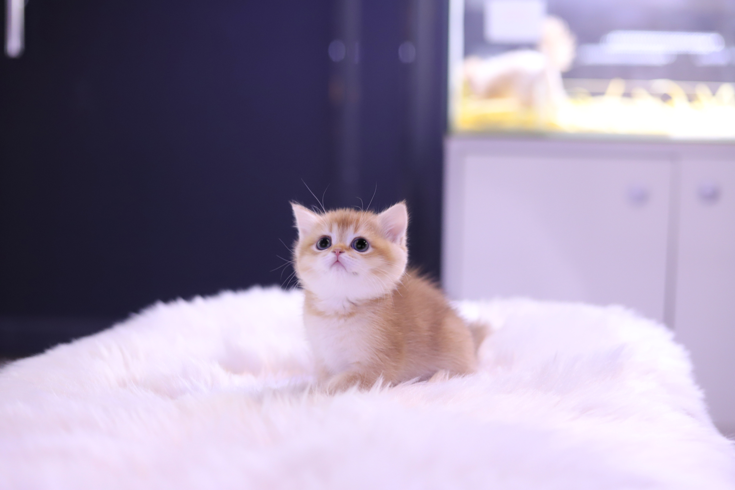 브리티쉬숏헤어