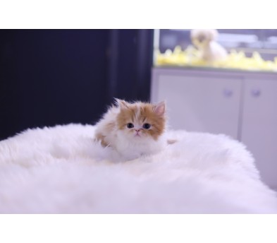 먼치킨