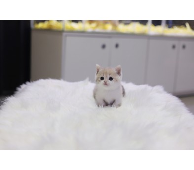 먼치킨