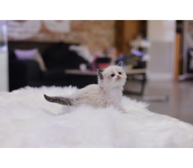 렉돌