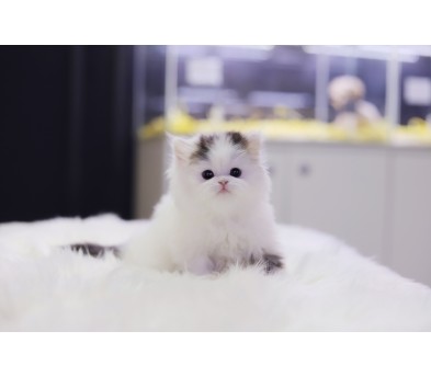 브리티쉬롱헤어