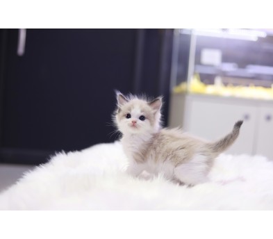 렉돌