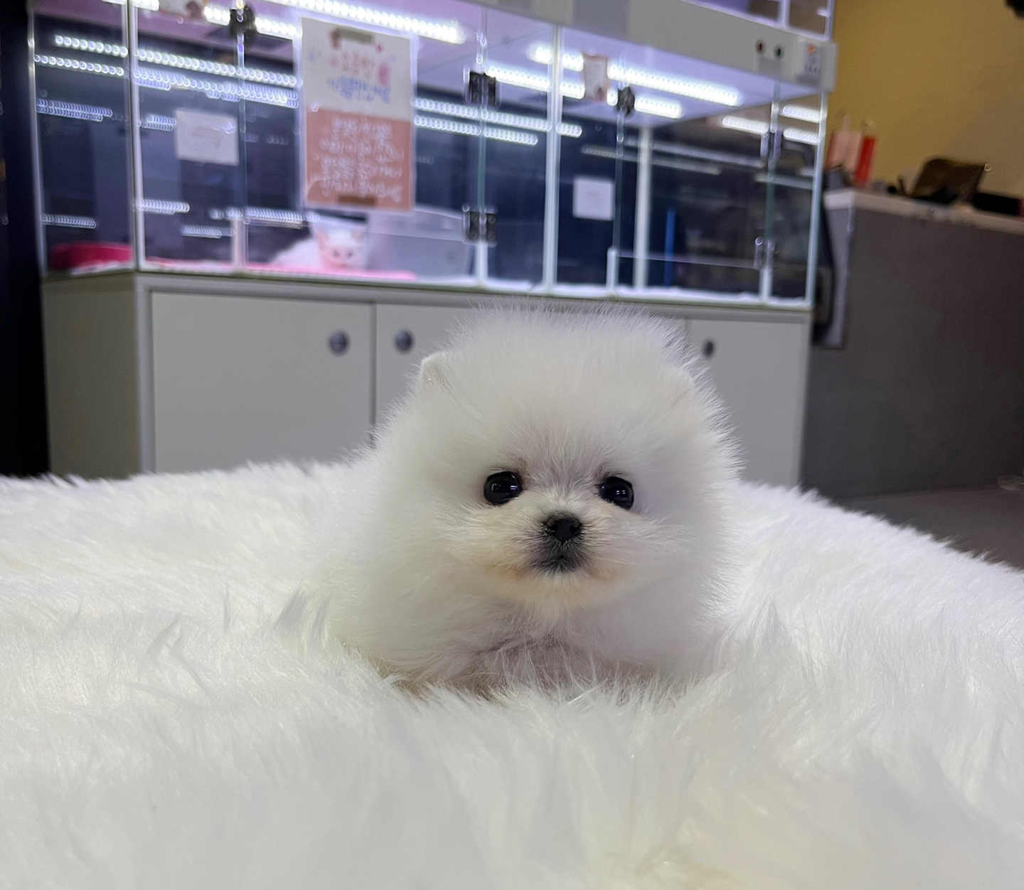 포메라니안