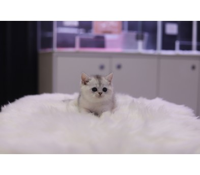 브리티쉬숏헤어