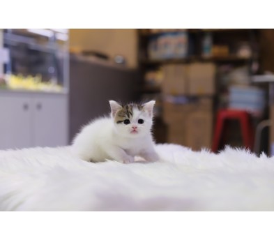 브리티쉬숏헤어
