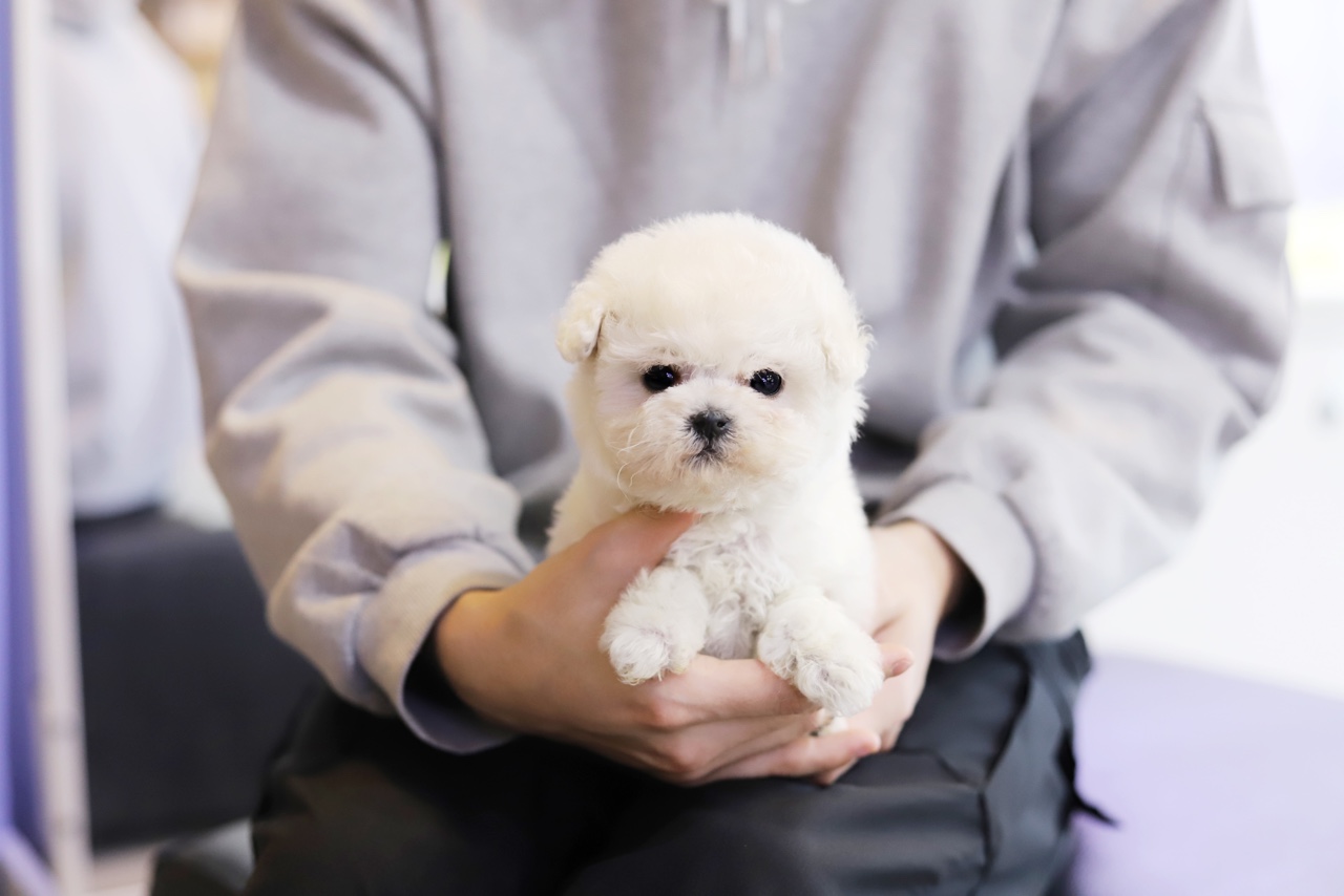 미니비숑프리제