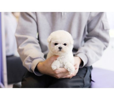 미니비숑프리제
