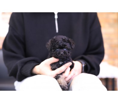 토이푸들