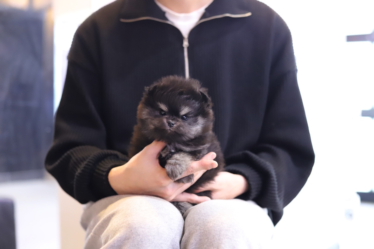 블랙탄포메라니안분양