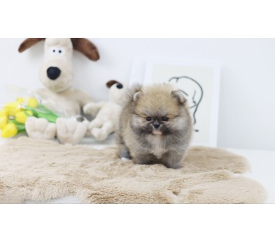 포메라니안