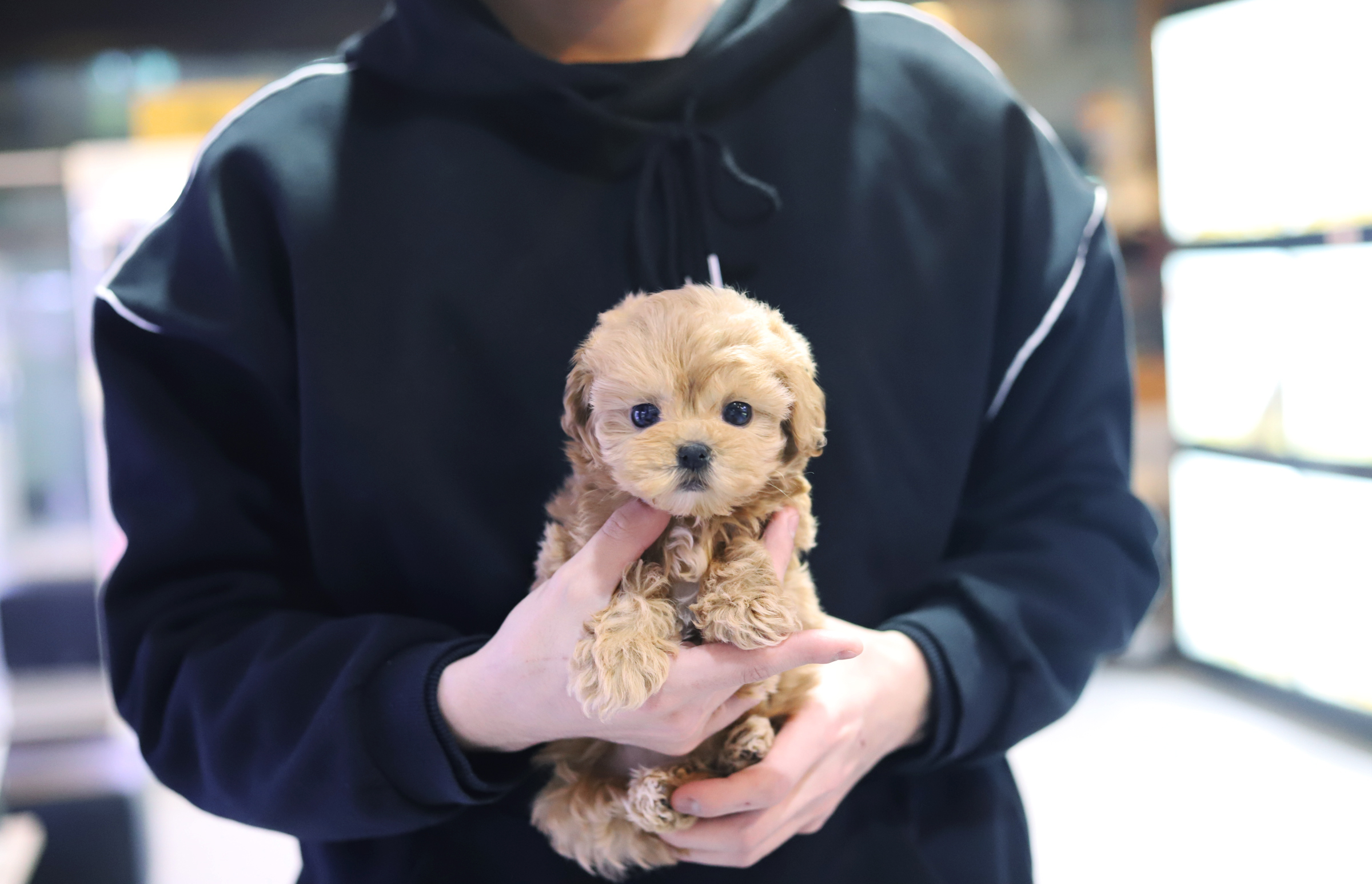 말티푸