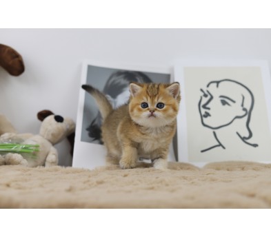 브리티쉬숏헤어