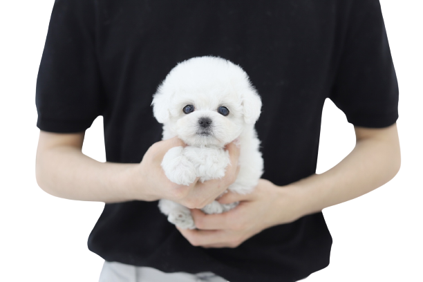 미니비숑프리제