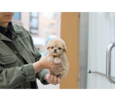 토이푸들
