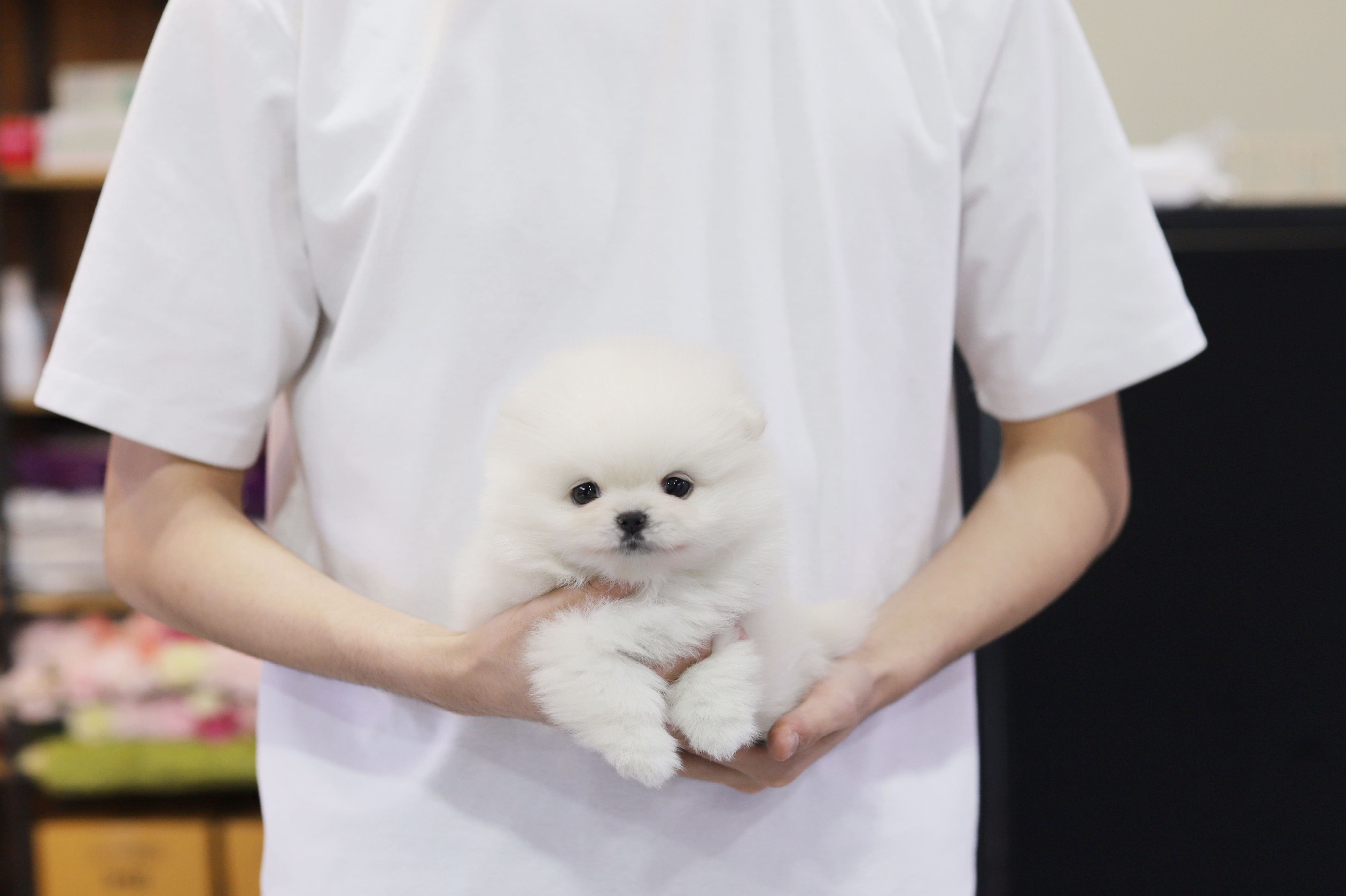 포메라니안